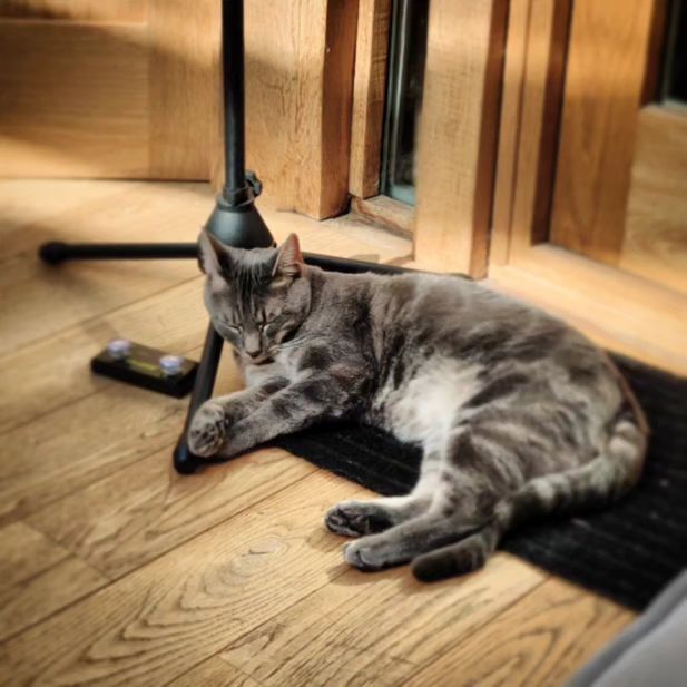 Not just a mic stand, it's a cat stand as well. #catslife

#fatstatues #cat